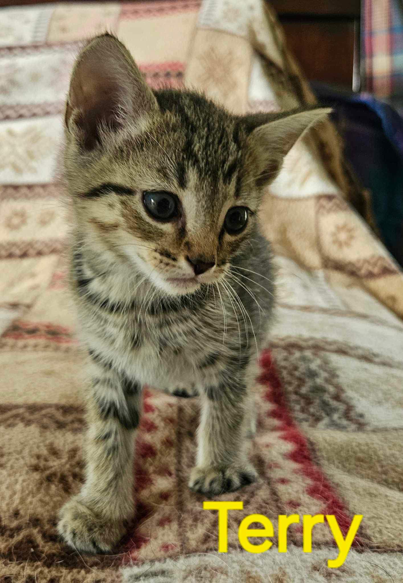 adoptable Cat in Rustburg, VA named Terry - Not at shelter (Kendra)