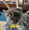 Terry: Not at shelter (Kendra)