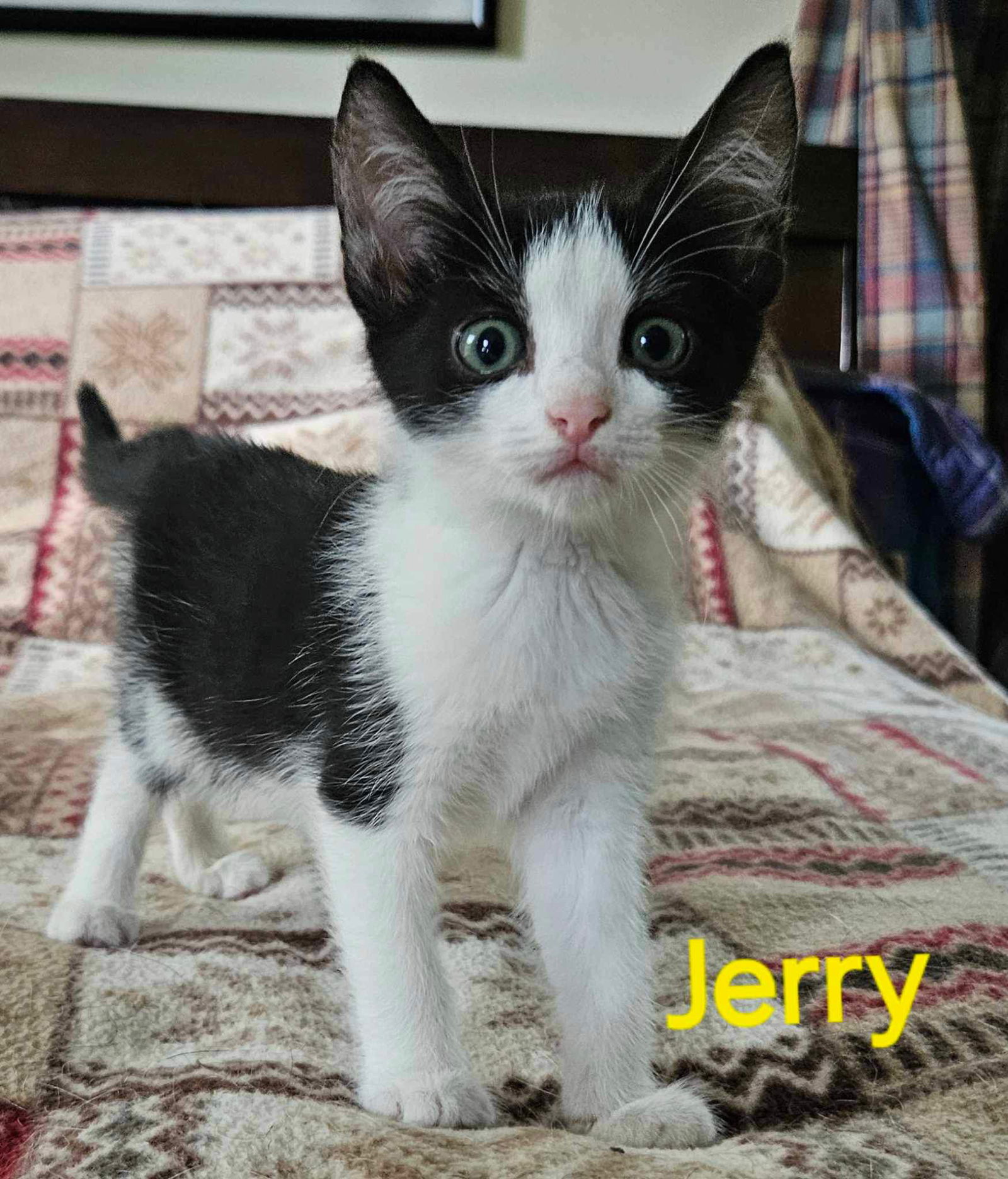 adoptable Cat in Rustburg, VA named Jerry - (mom Aspiro) Not at shelter (Kendra)