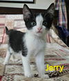 adoptable Cat in Rustburg, VA named Jerry - (mom Aspiro) Not at shelter (Kendra)