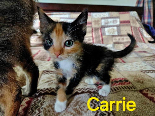 Carrie (Mom Aspiro):  Not at shelter (Kendra)