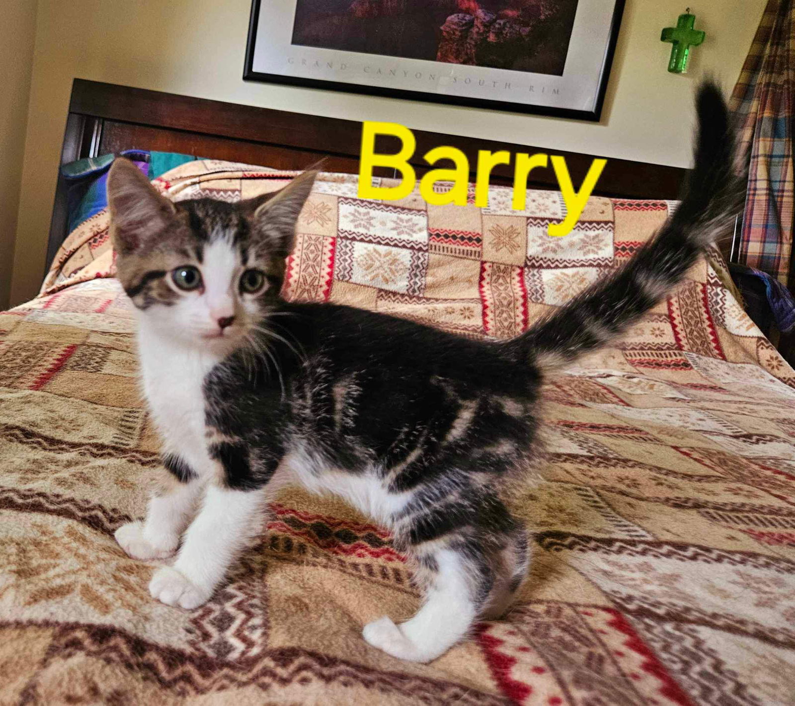 adoptable Cat in Rustburg, VA named Barry (Mom Aspiro): Not at shelter (Kendra)