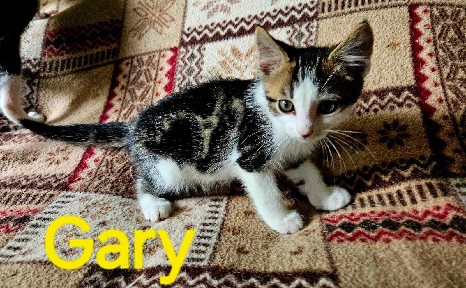 adoptable Cat in Rustburg, VA named Gary - (Mom Aspiro) Not at shelter (Kendra)