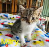 adoptable Cat in Rustburg, VA named Mary - Not at shelter (Kendra)