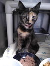 Briar: Visit at Petsmart in Lynchburg