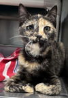 adoptable Cat in Rustburg, VA named Briar: At the shelter