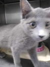 adoptable Cat in Rustburg, VA named Sugar - At shelter