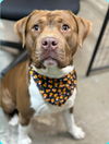 Sheetz: Not at shelter (Brittany)