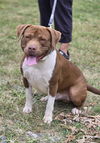 adoptable Dog in Rustburg, VA named Sheetz: Not at shelter (Britney)