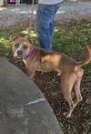 adoptable Dog in Rustburg, VA named Oakley - At shelter available 9/6