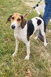 adoptable Dog in Rustburg, VA named Molly - At shelter