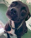 Polly Pocket - At shelter available 9/14