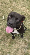 Polly Pocket - At shelter available 9/14
