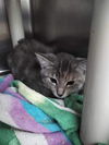Toilet Paper Roll - At shelter