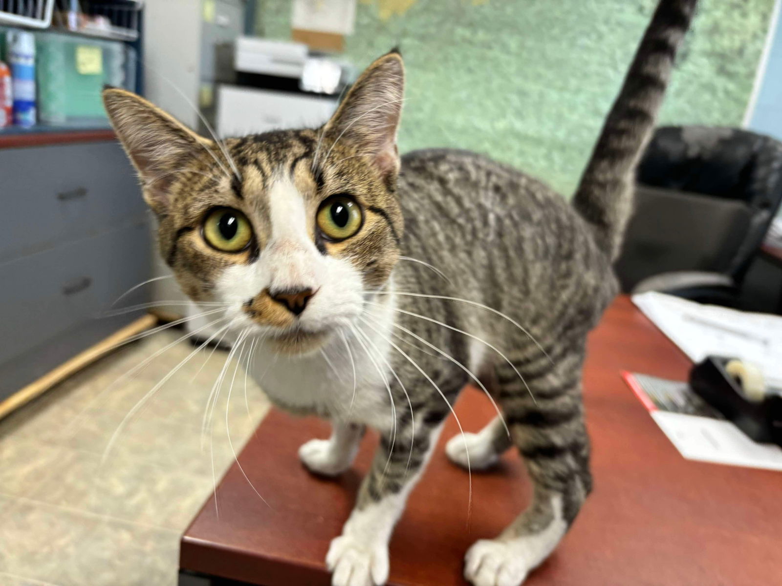 adoptable Cat in Rustburg, VA named Phillip - Visit At Petsmart Lynchburg