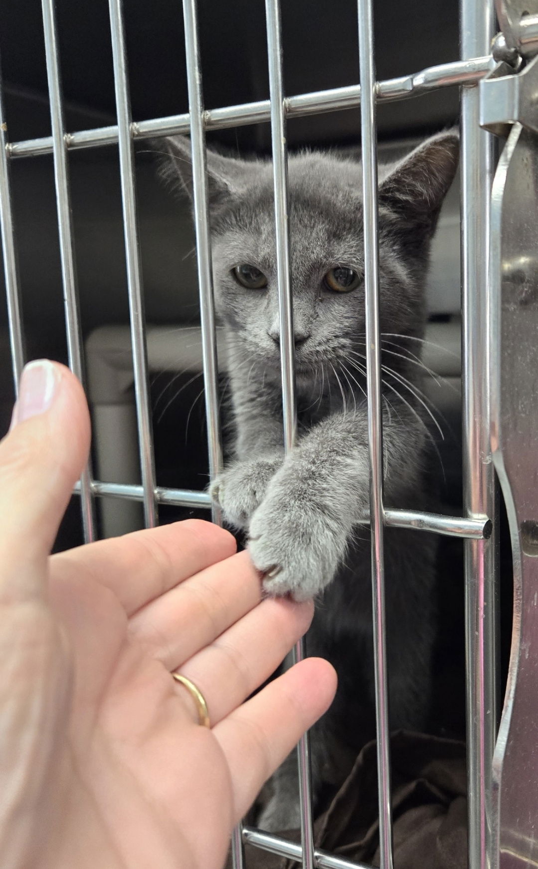 adoptable Cat in Rustburg, VA named Robin - At the Shelter