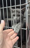 adoptable Cat in , VA named Robin - At the Shelter