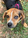 adoptable Dog in , VA named King Scuz - At shelter available 9/17