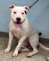 adoptable Dog in Rustburg, VA named Domino - At shelter available 9/18