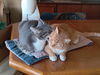 Ginger  (nee Ophelia): not at shelter