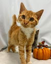 Ginger  (nee Ophelia): not at shelter