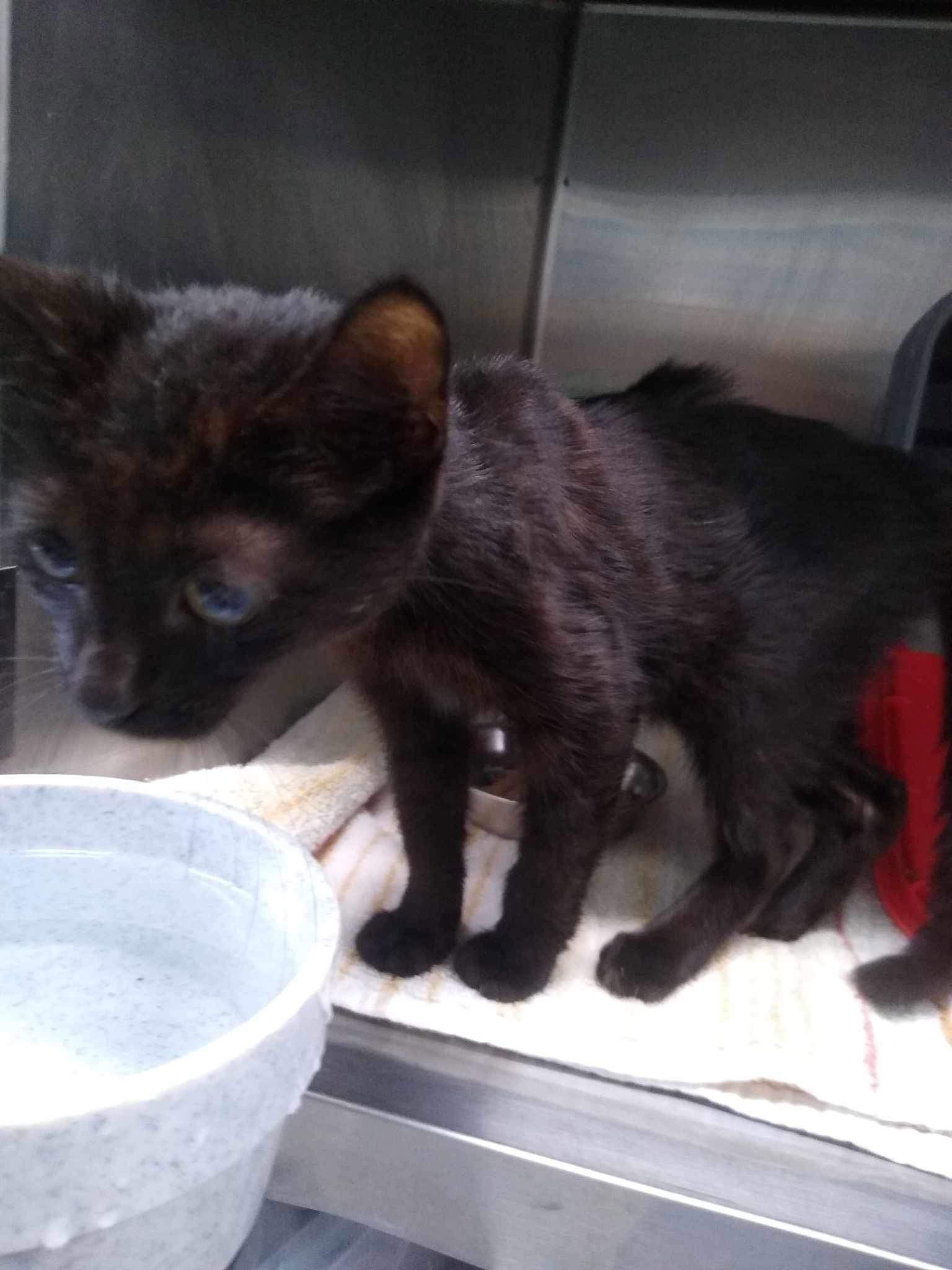 adoptable Cat in Rustburg, VA named Chasity - At shelter