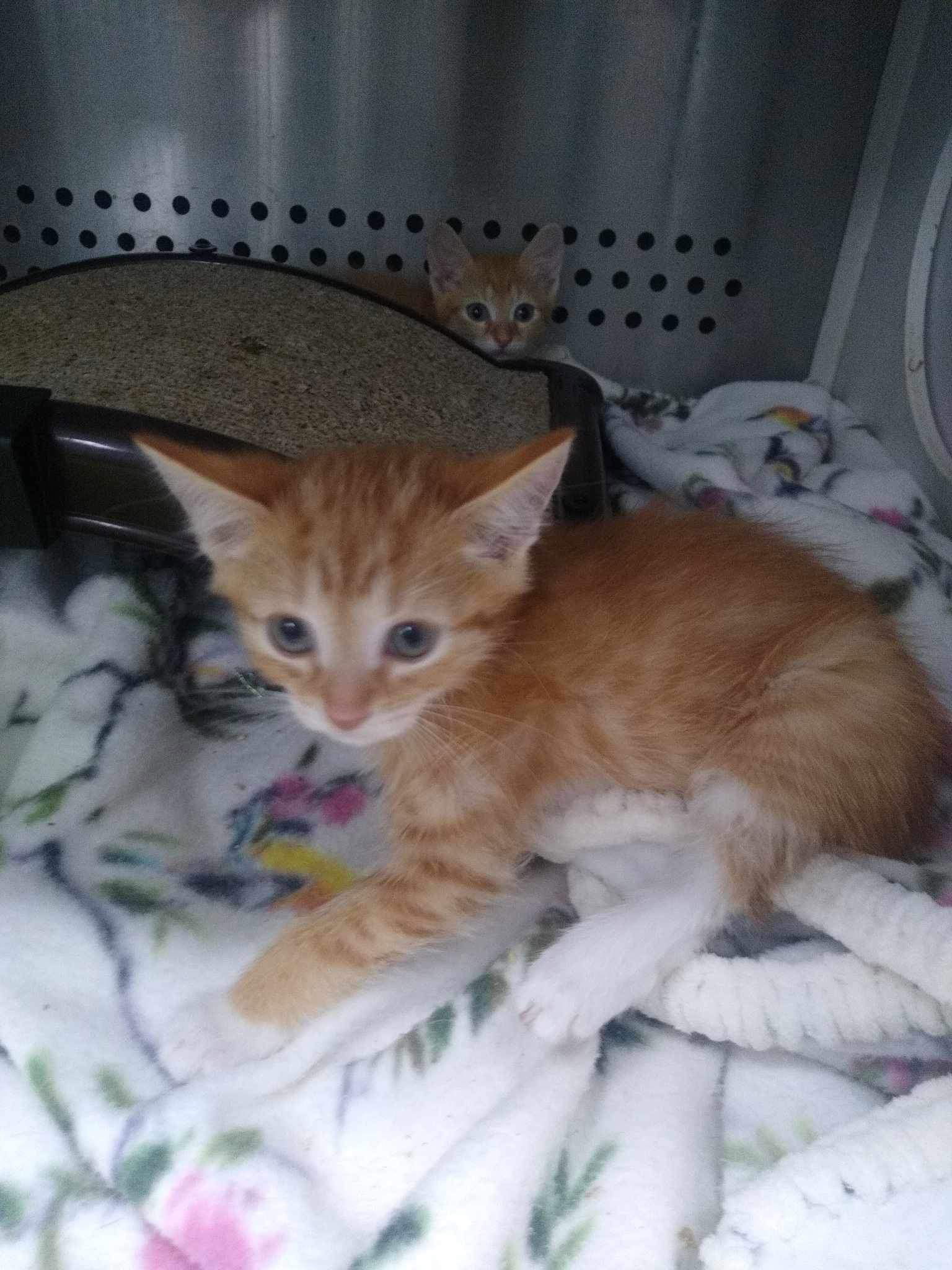 adoptable Cat in Rustburg, VA named Asteroid - At shelter (mom Galaxy)