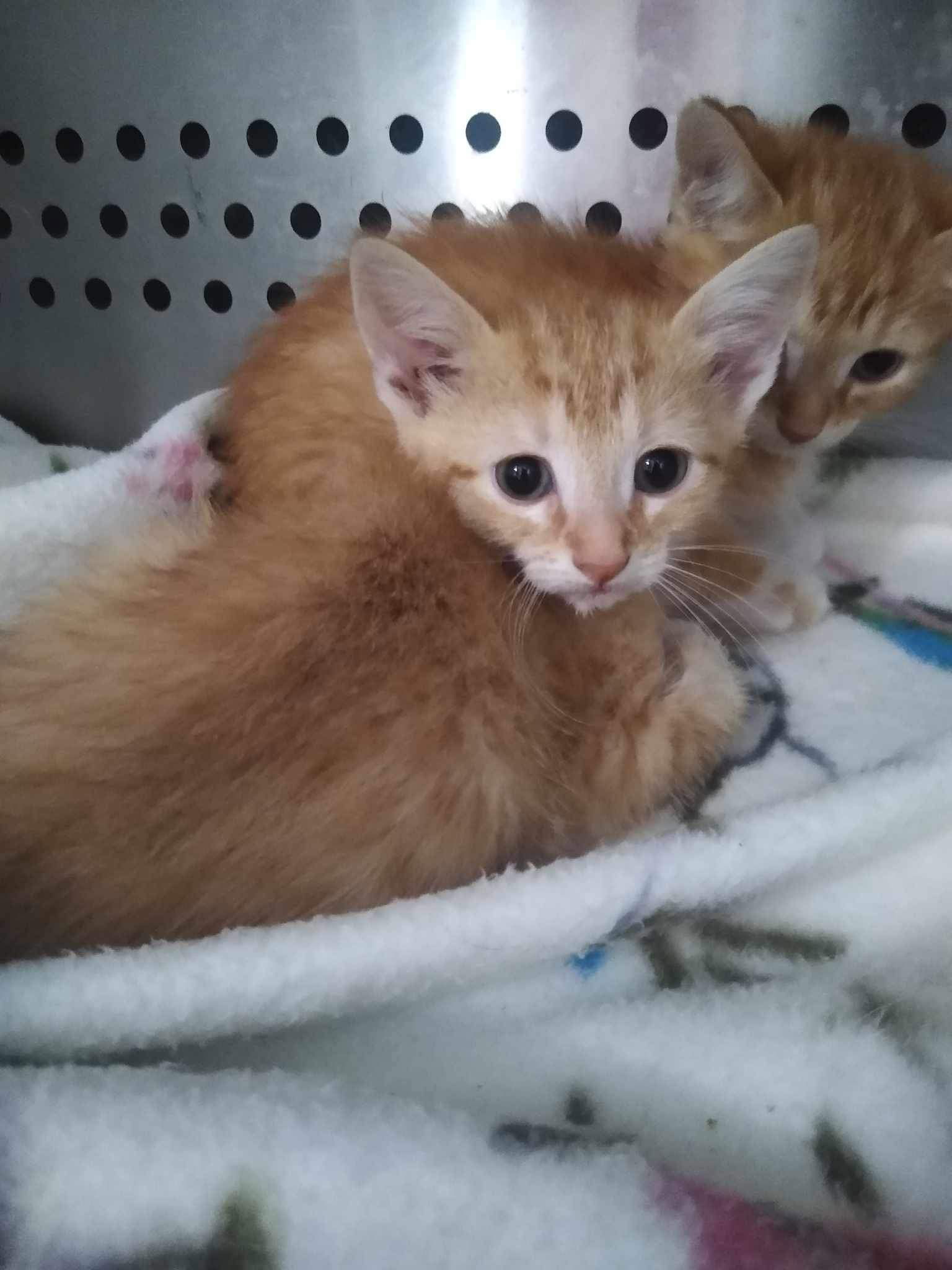 adoptable Cat in Rustburg, VA named Apogee - At shelter (mom Galaxy)