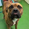 adoptable Dog in , VA named Fire - At shelter available 9/19