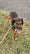 adoptable Dog in , VA named Jinx - At shelter available 9/19