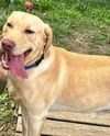 adoptable Dog in , VA named Rootie - At shelter