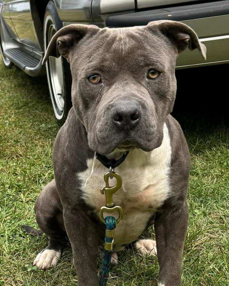 adoptable Dog in Rustburg, VA named Clem Blue - At shelter