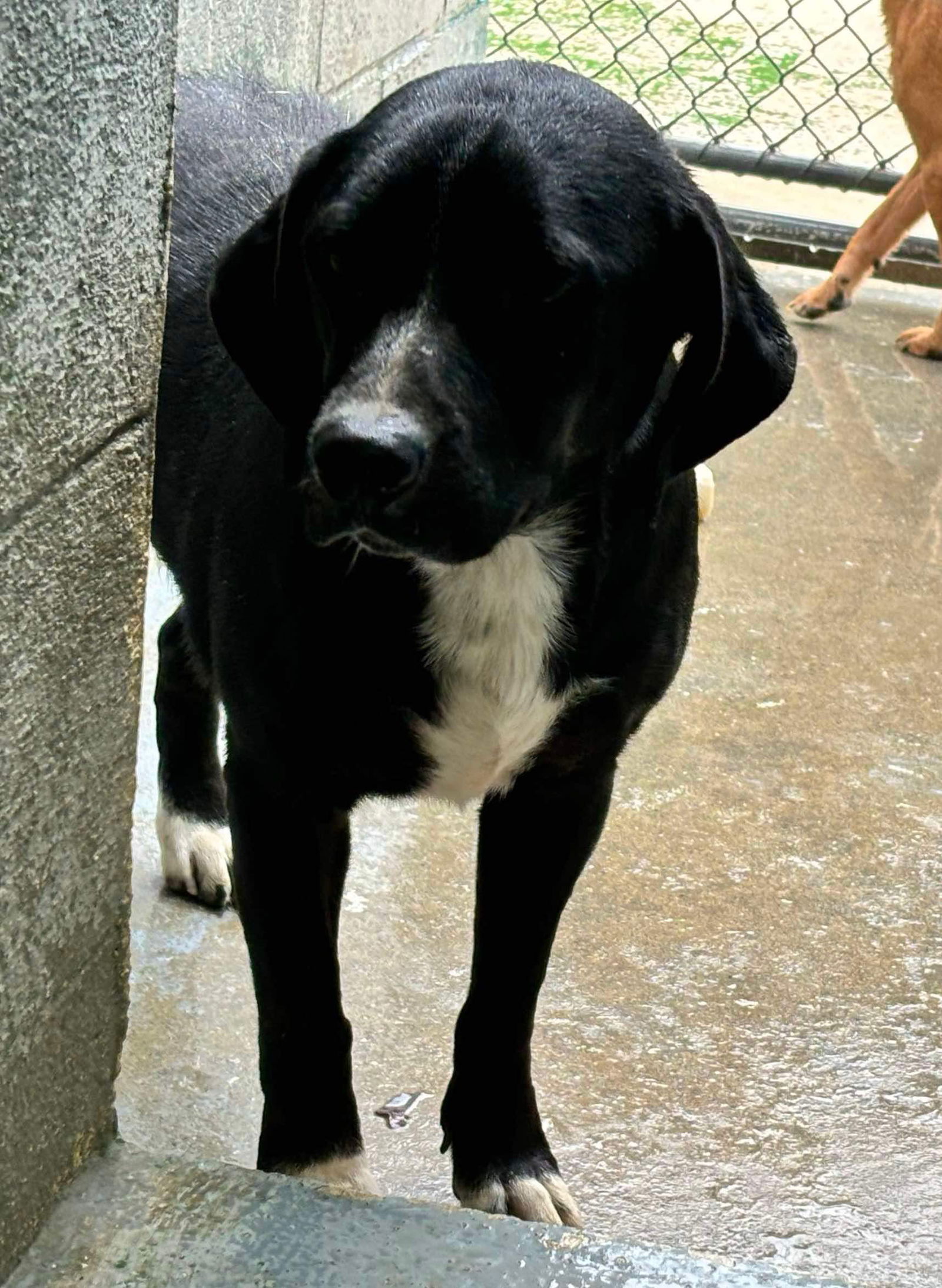 adoptable Dog in Rustburg, VA named Cisco - At shelter