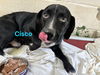 Cisco - At shelter