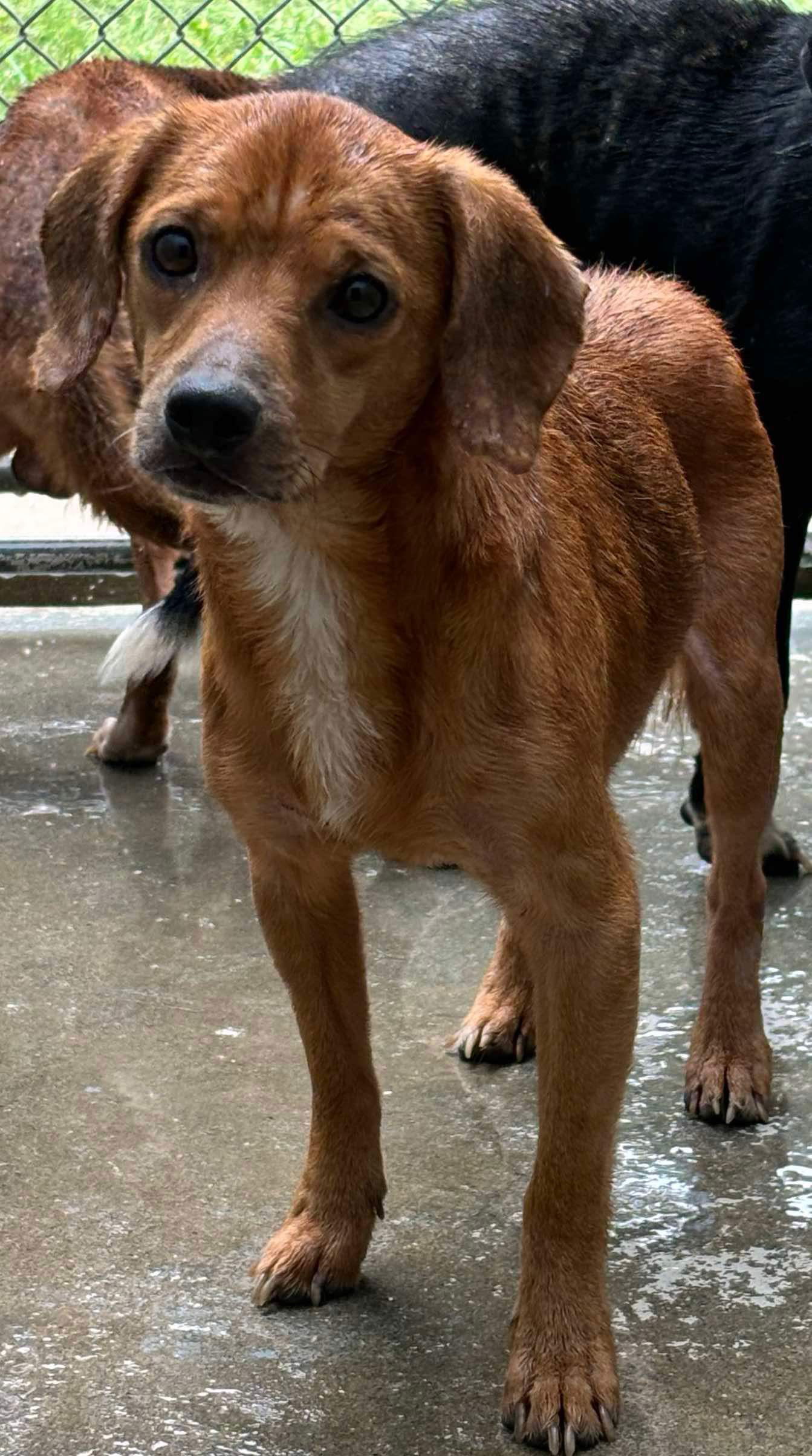 adoptable Dog in Rustburg, VA named Brock - At shelter