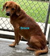 Brock: At the shelter