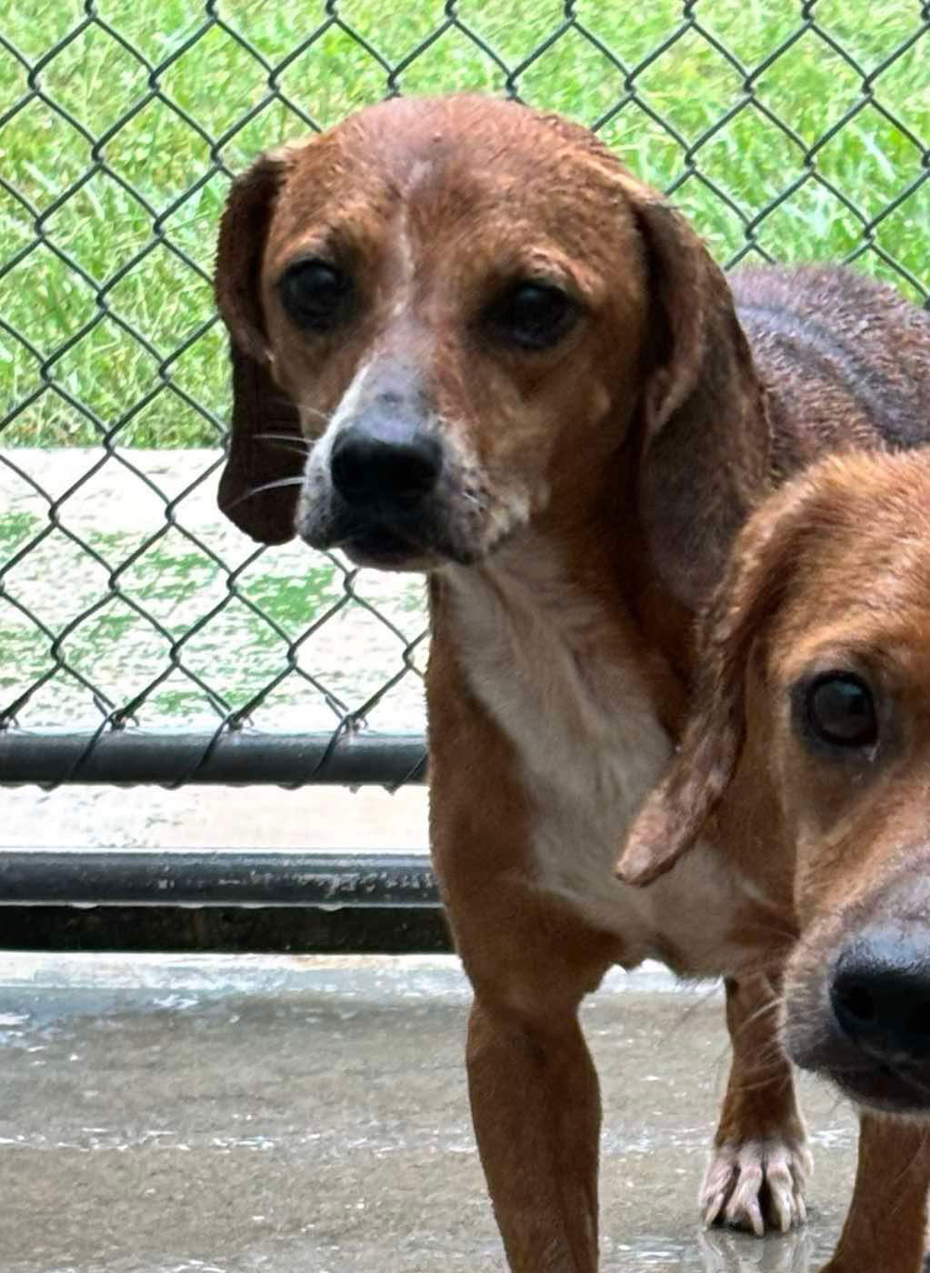 adoptable Dog in Rustburg, VA named Turner - At shelter