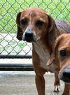 adoptable Dog in , VA named Turner - At shelter