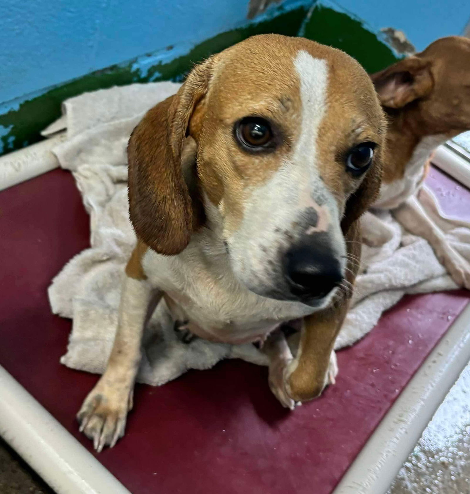 adoptable Dog in Rustburg, VA named Candy Corn - At shelter