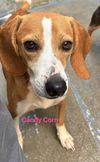 Candy Corn: at shelter