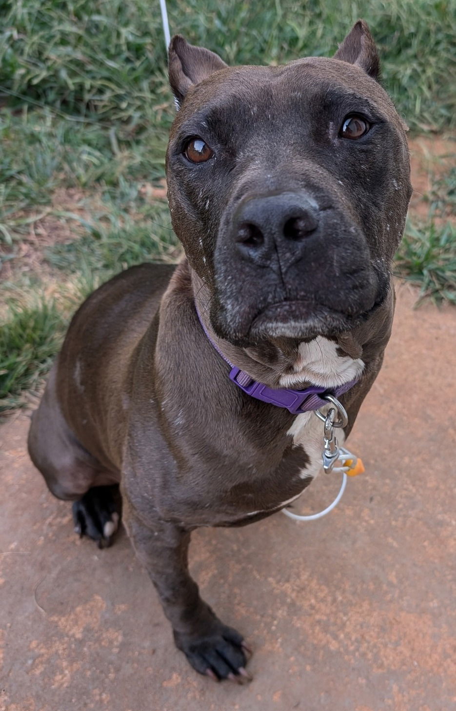 adoptable Dog in Rustburg, VA named Holley: Courtesy post (Not at the shelter)