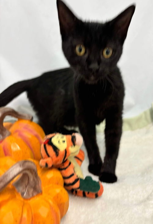 Kandy - Visit At Petsmart Lynchburg