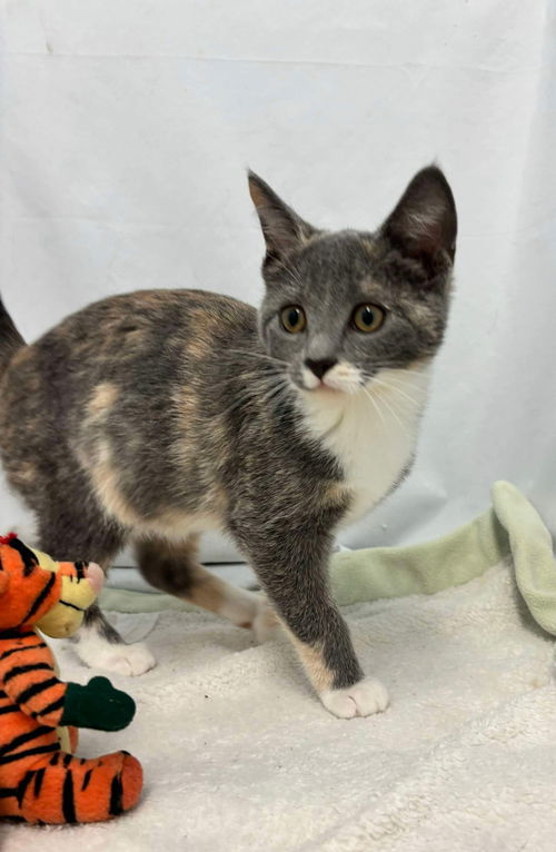 Kelsey - Visit At Petsmart Lynchburg