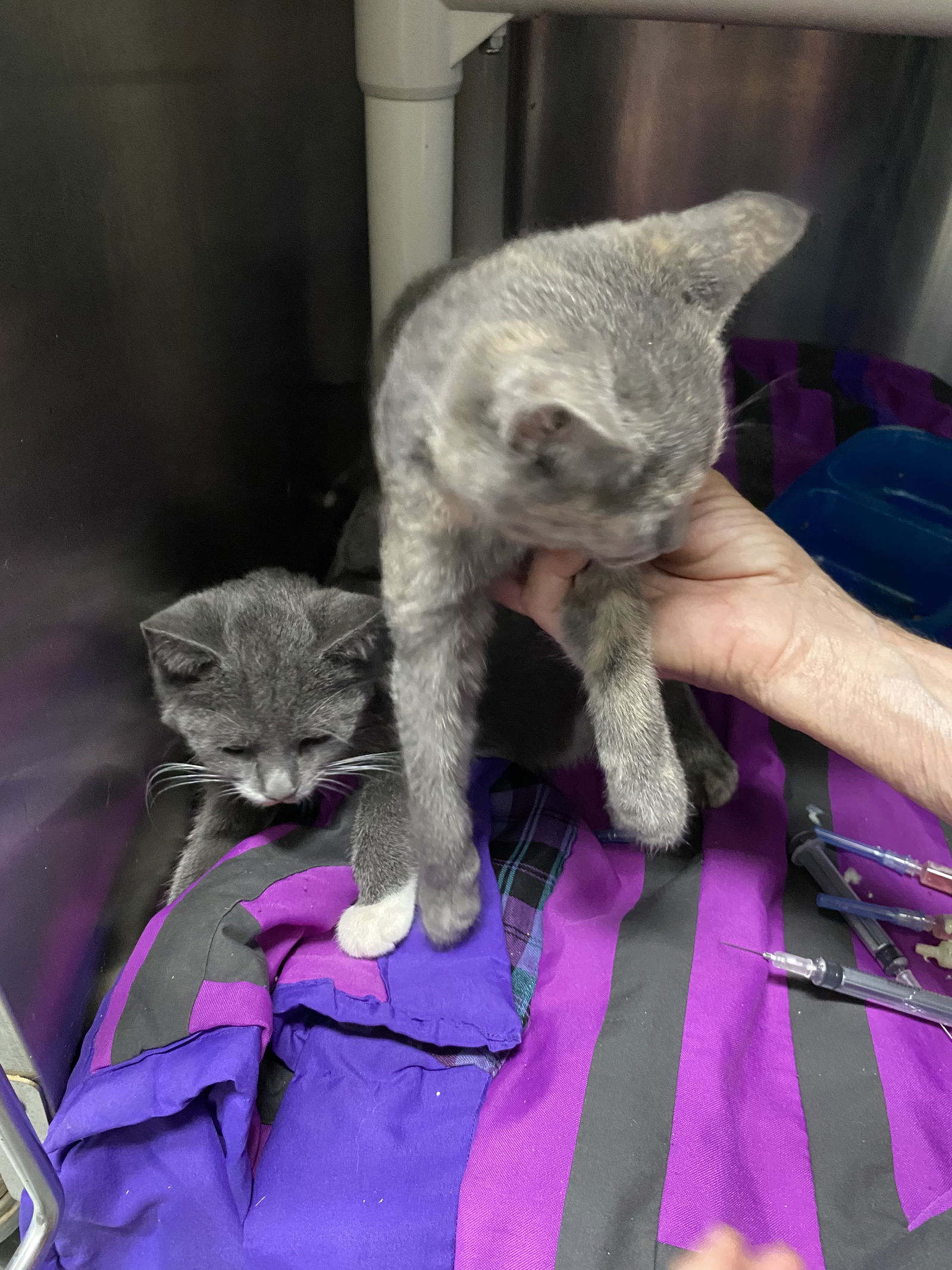 adoptable Cat in Rustburg, VA named Kathy - At shelter