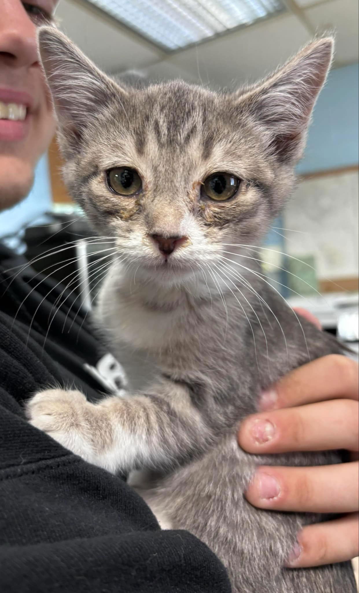 adoptable Cat in Rustburg, VA named Newbie: Not at shelter (AJ)