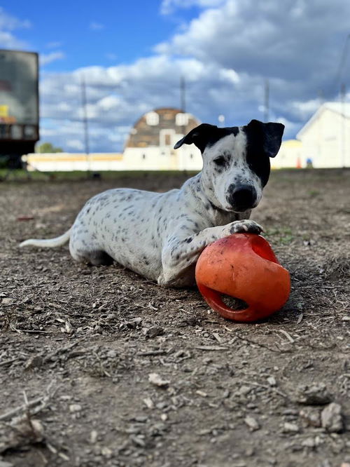 Bruno: At the shelter