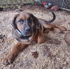 Luke: Not at shelter (Missy)
