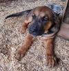 Luke: Not at shelter (Missy)