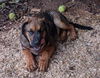 Luke: Not at shelter (Missy)