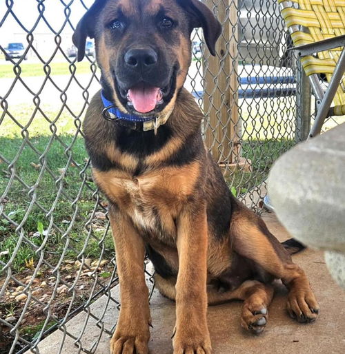 Luke: Not at shelter (Missy)